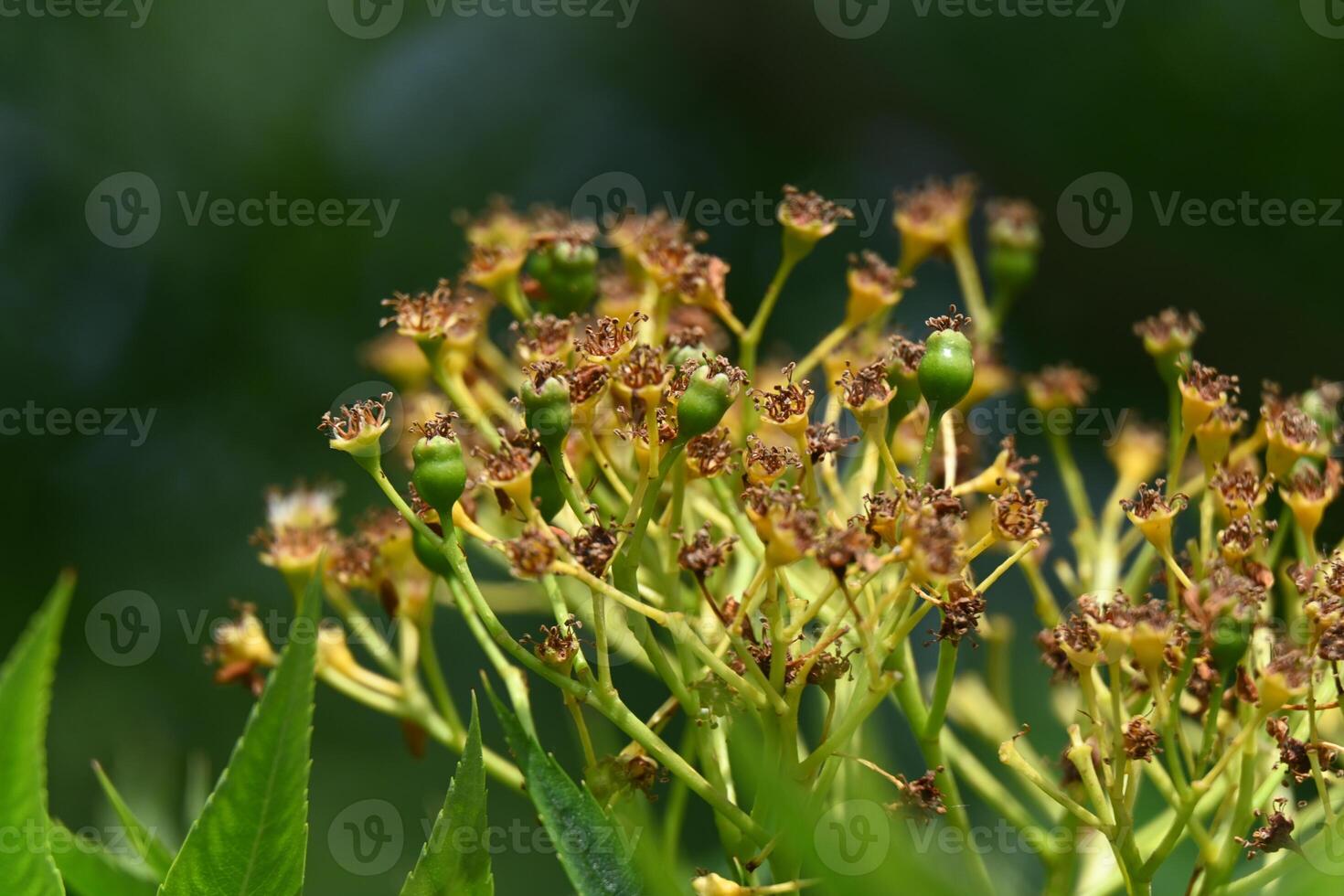 a close up of a plant with small flowers photo