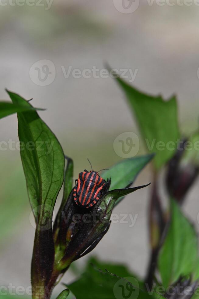 a red and black bug on a green leaf photo