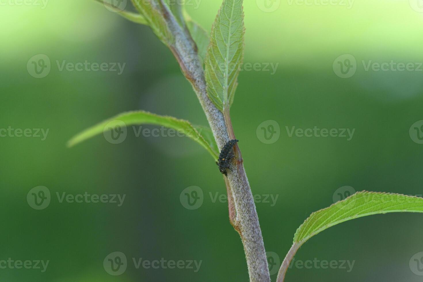 a small insect on a branch of a tree photo