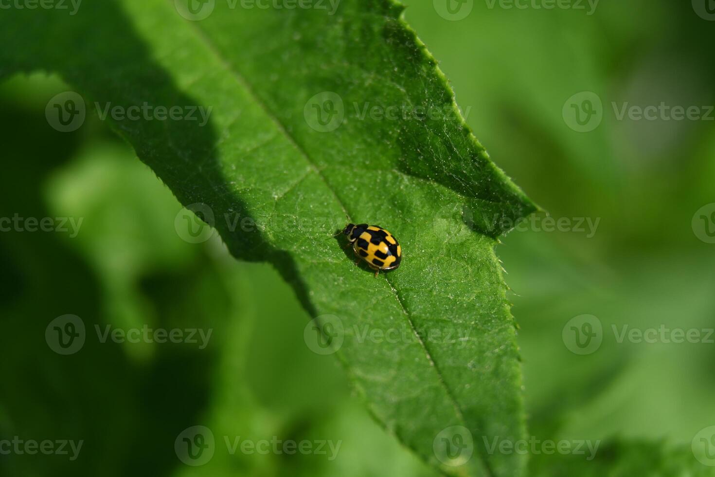 small yellow beetle with black rectangles photo