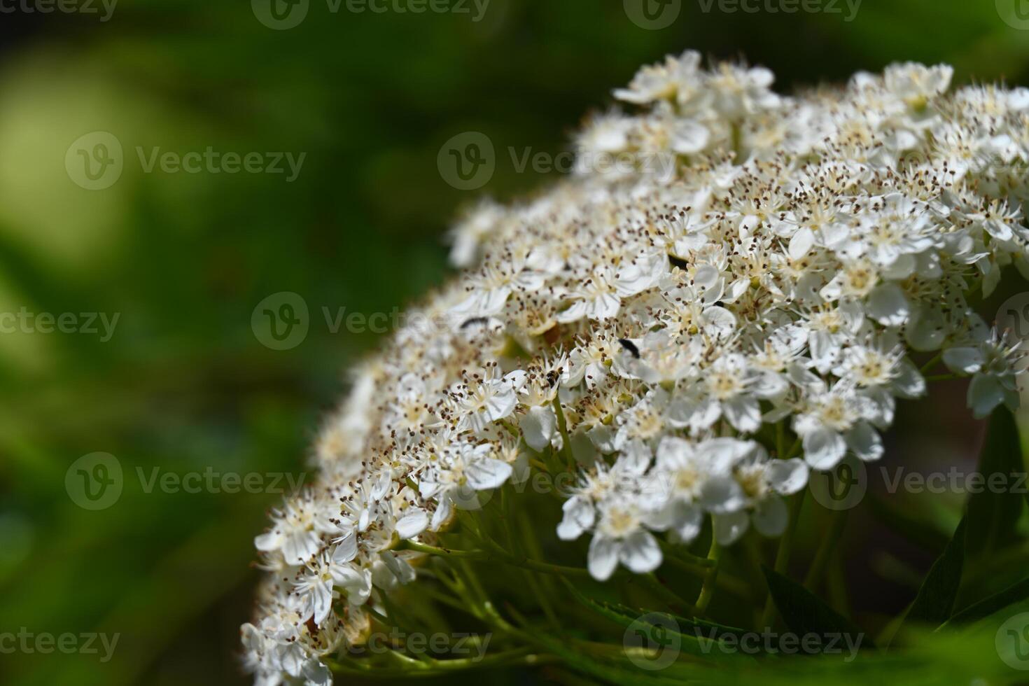 a close up of a white flower with lots of tiny bees photo