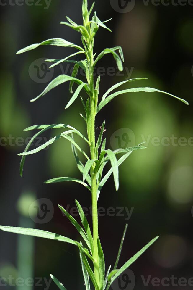 the tall stem and narrow steps of a spicy food plant photo