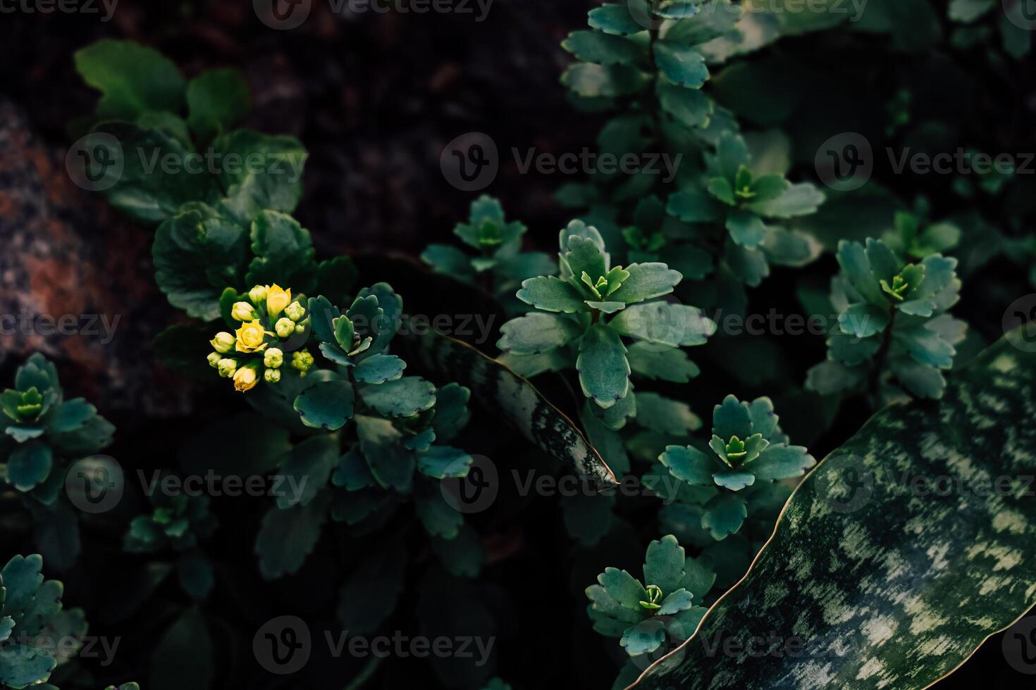 Close-up of Kalanchoe Adans green plants with yellow flower buds in a garden setting during late afternoon photo