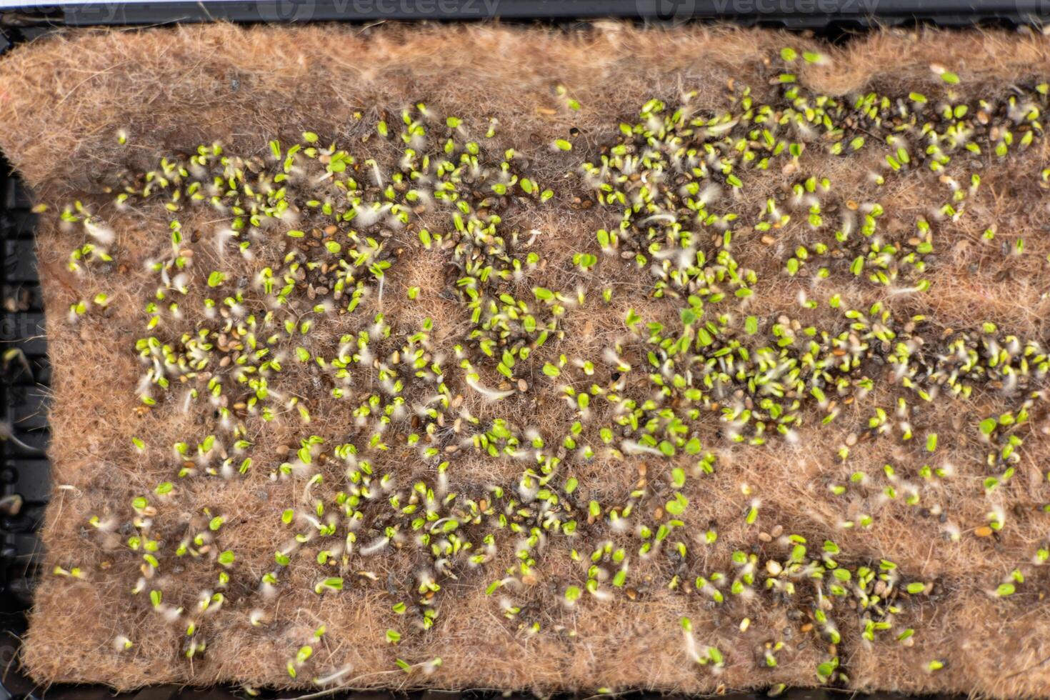 Growing seedlings in hydroponic setup at indoor garden under bright lights photo