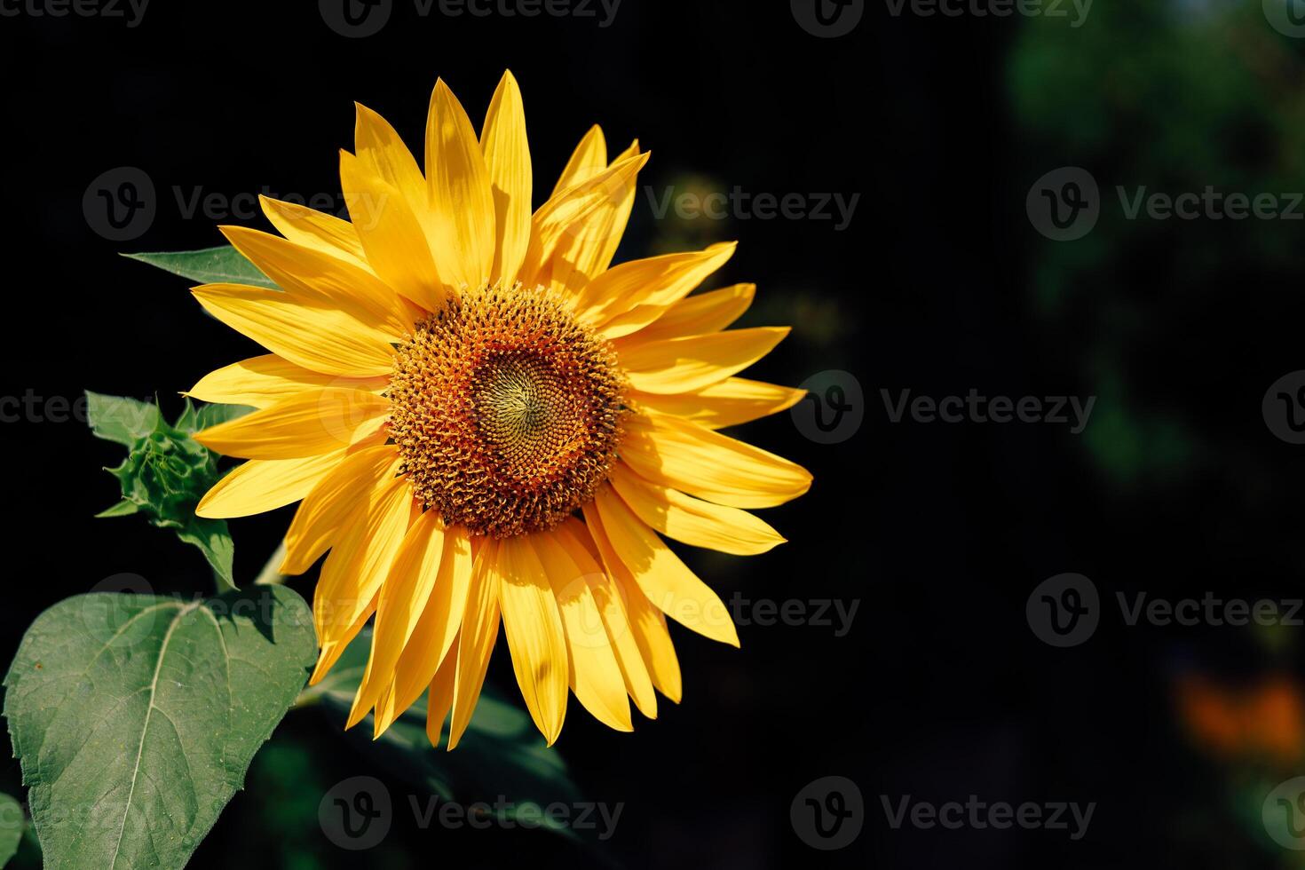 Bright sunflower blooms in a garden under sunny skies during summer season photo