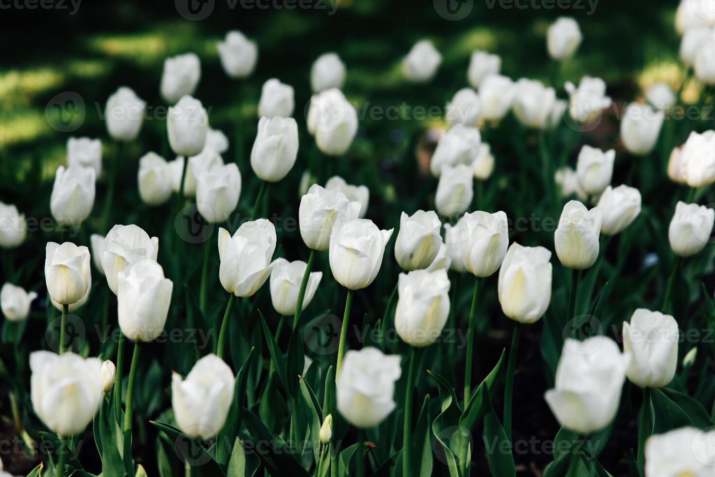 White tulip flowers blooming in a garden during spring season photo