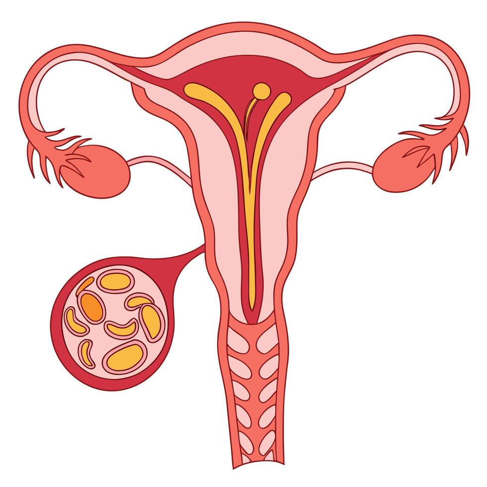 Understanding the Female Reproductive System Anatomy, Function, and Health. vector