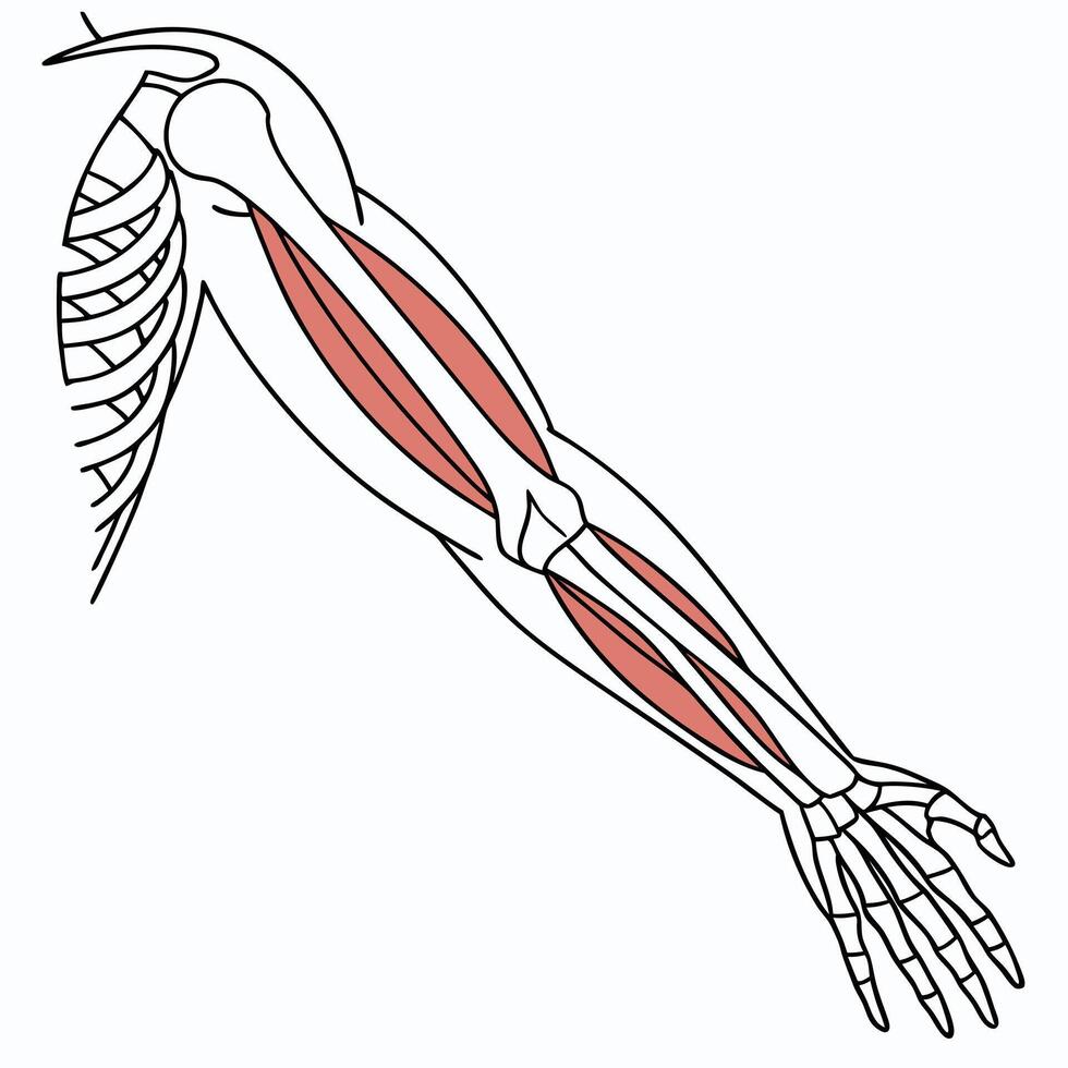 Human Arm Muscles Anatomy Detailed Illustration of Upper Arm and Forearm Musculature vector