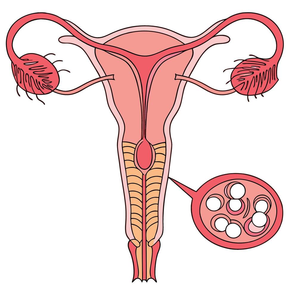 Understanding the Female Reproductive System Anatomy, Function, and Health vector