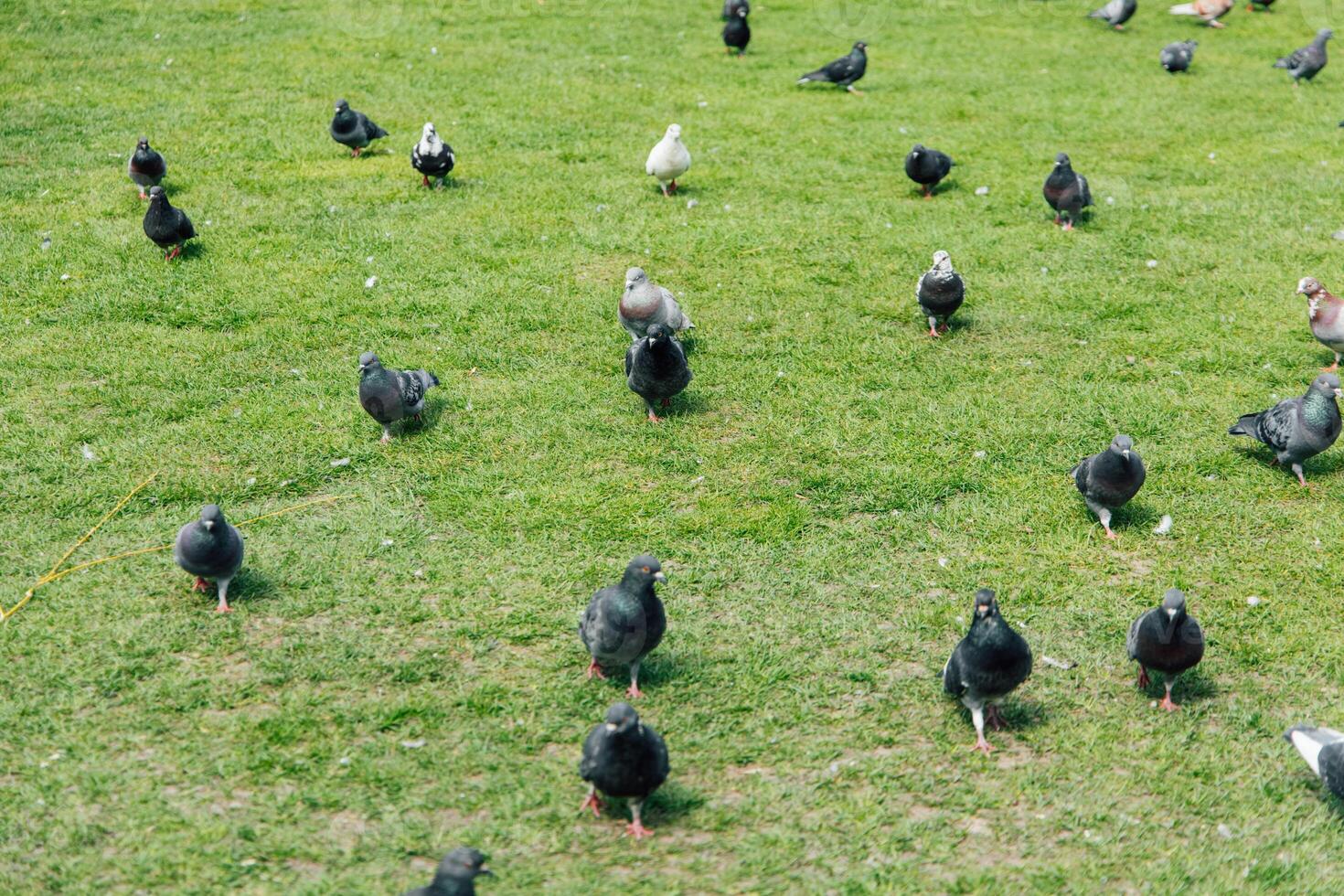 Pigeons gathering on green grass in a public park during a sunny day photo