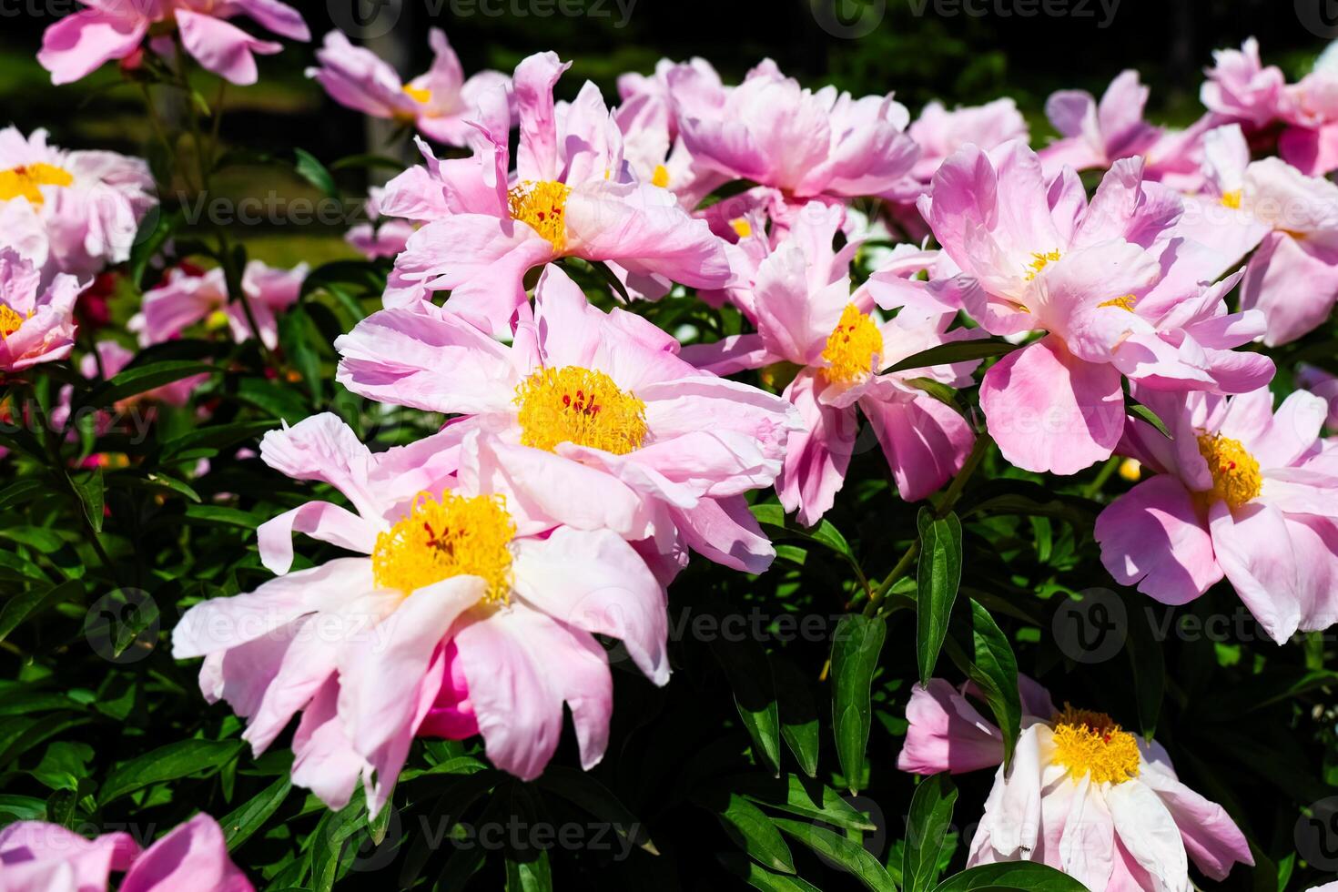 Pink peonies bloom in a vibrant garden under clear blue skies during springtime photo