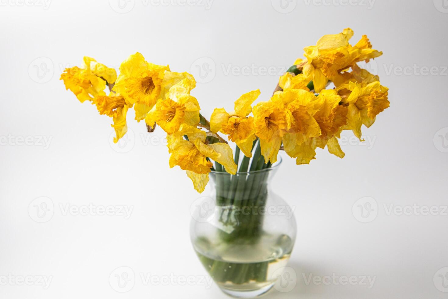 Yellow daffodils in a clear vase arranged beautifully on a simple background in natural light photo