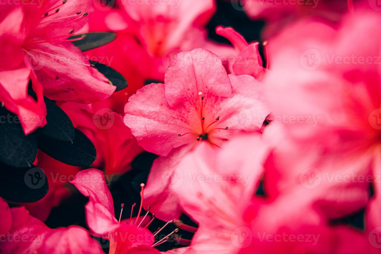 Vibrant azalea flowers blooming in a lush garden during springtime photo