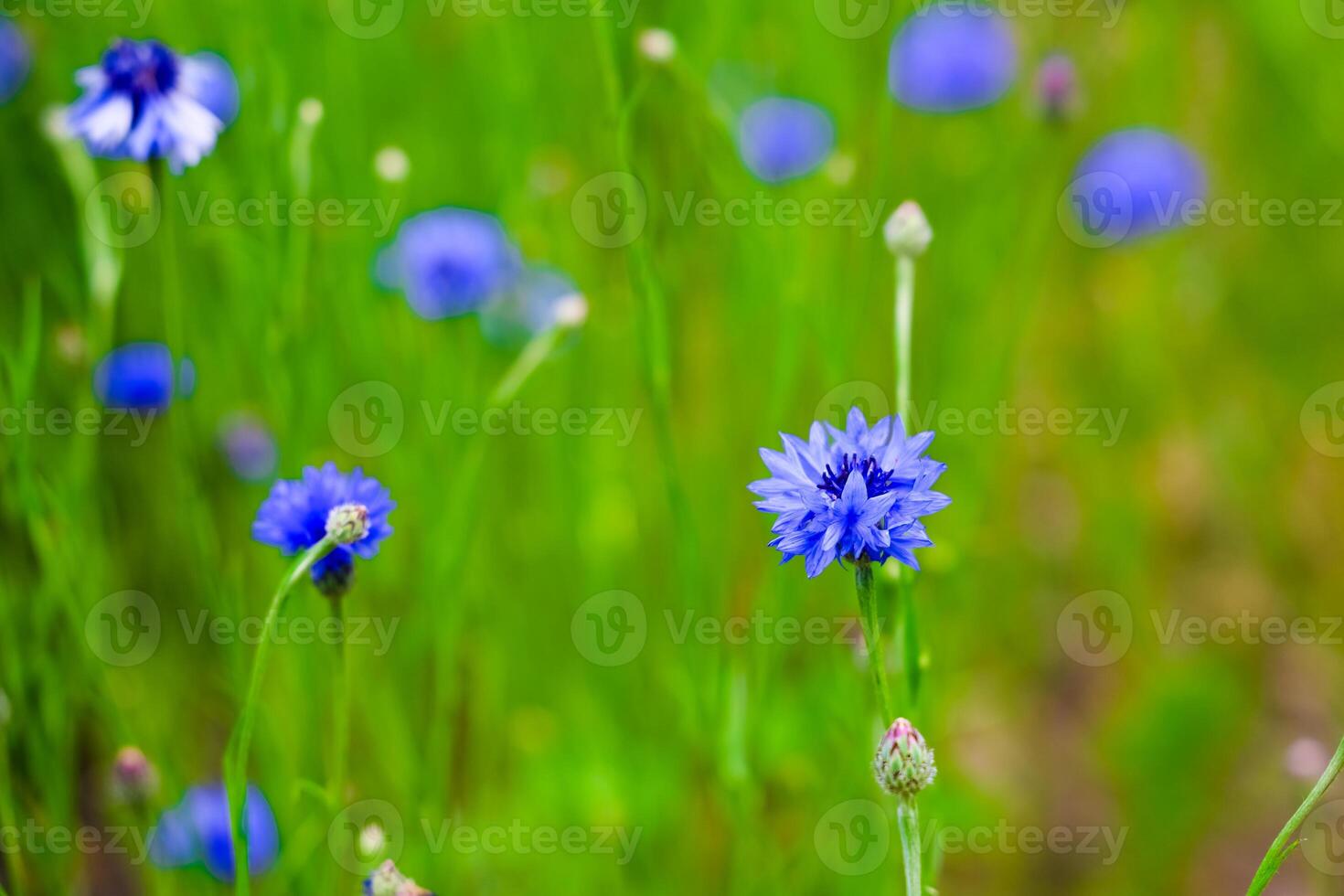 Vivid blue flowers blooming in a lush green field during springtime in nature photo