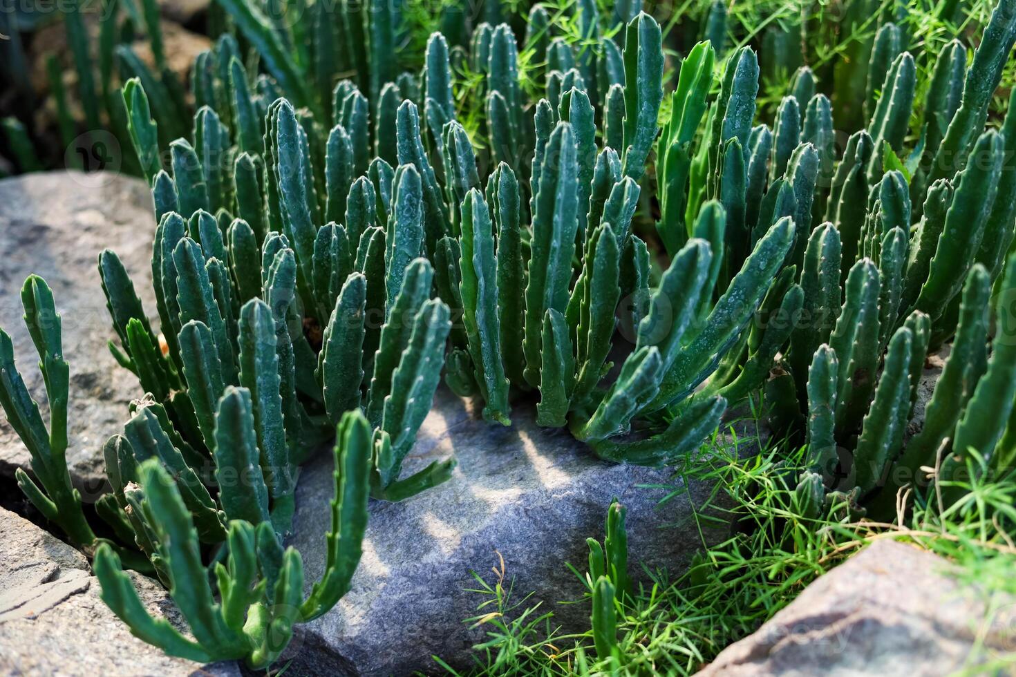 Cacti cluster thriving among rocks in a sunny garden setting photo