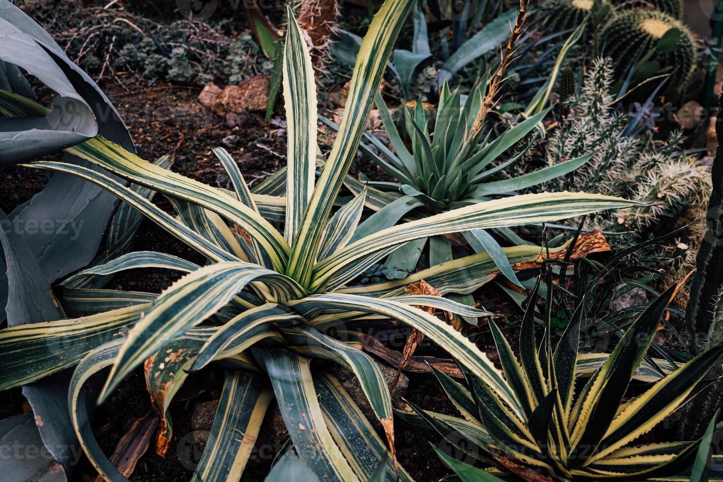 Cactus garden featuring various succulent plants in natural habitat during daytime photo