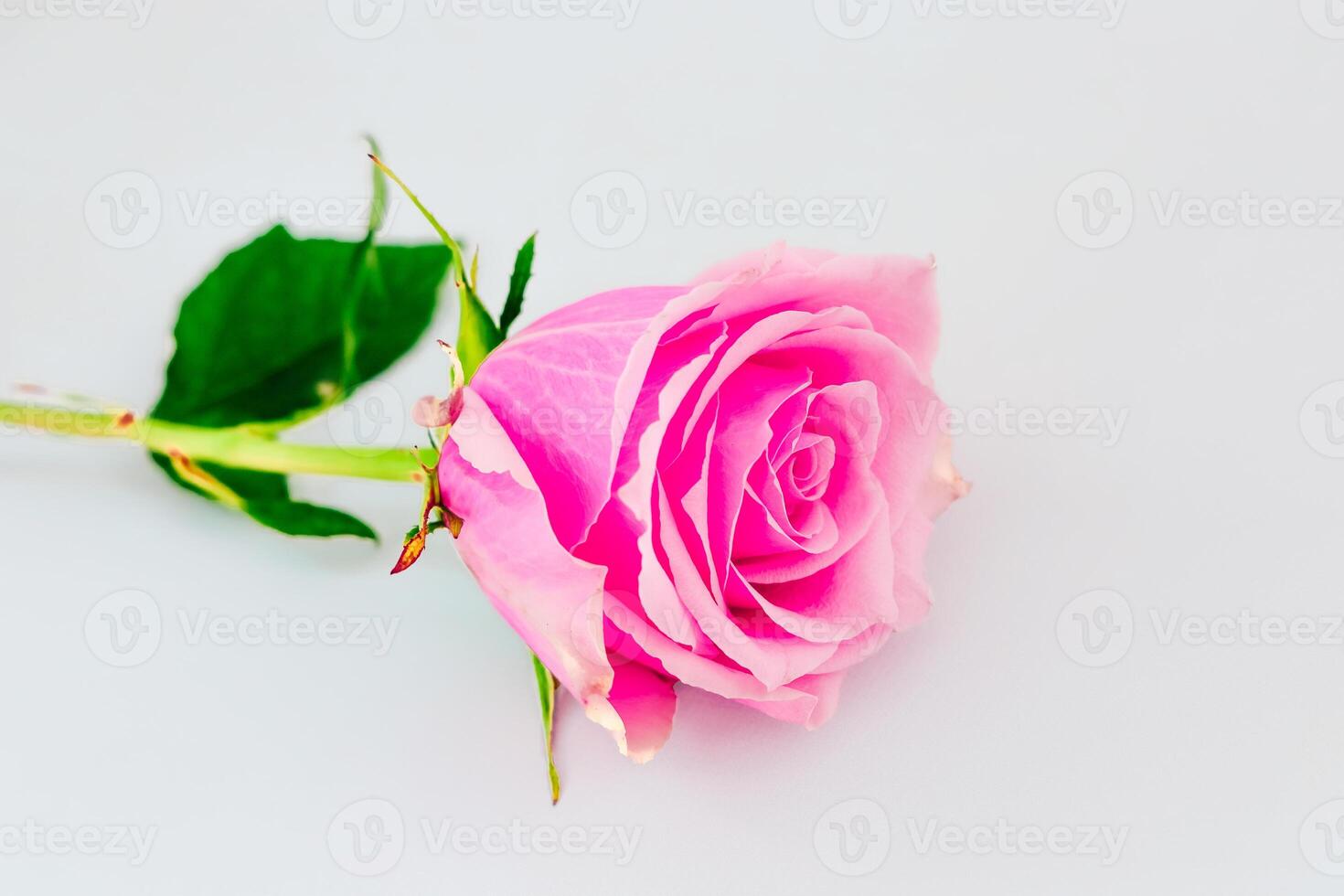 Beautiful pink rose lying on a white surface capturing the delicate details of its petals photo