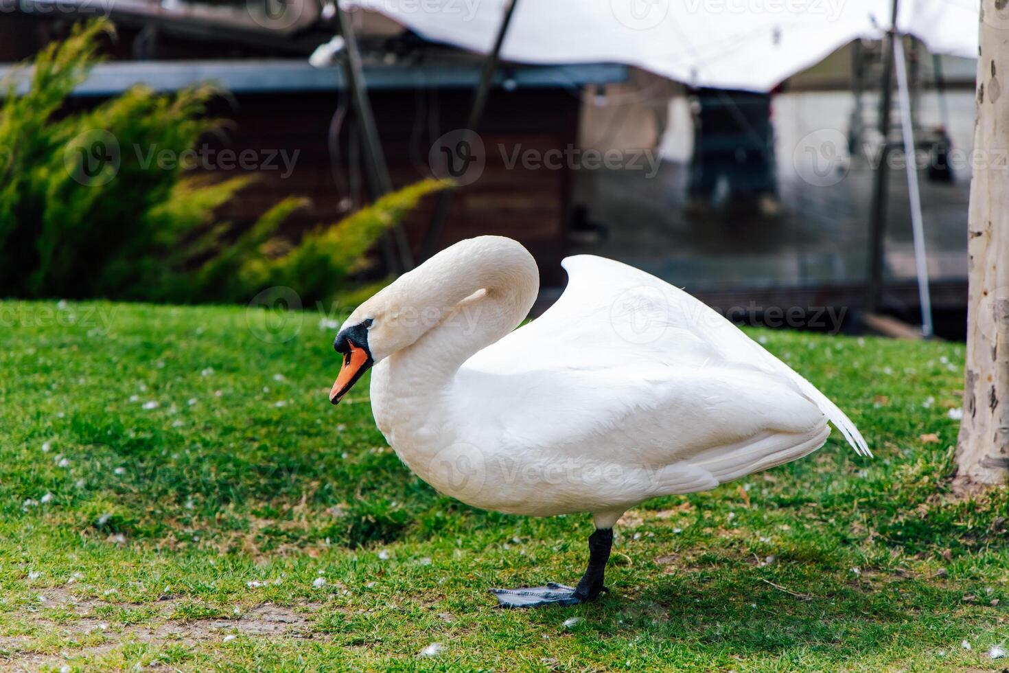 Swan preening on grassy area near water at a tranquil lakeside setting photo