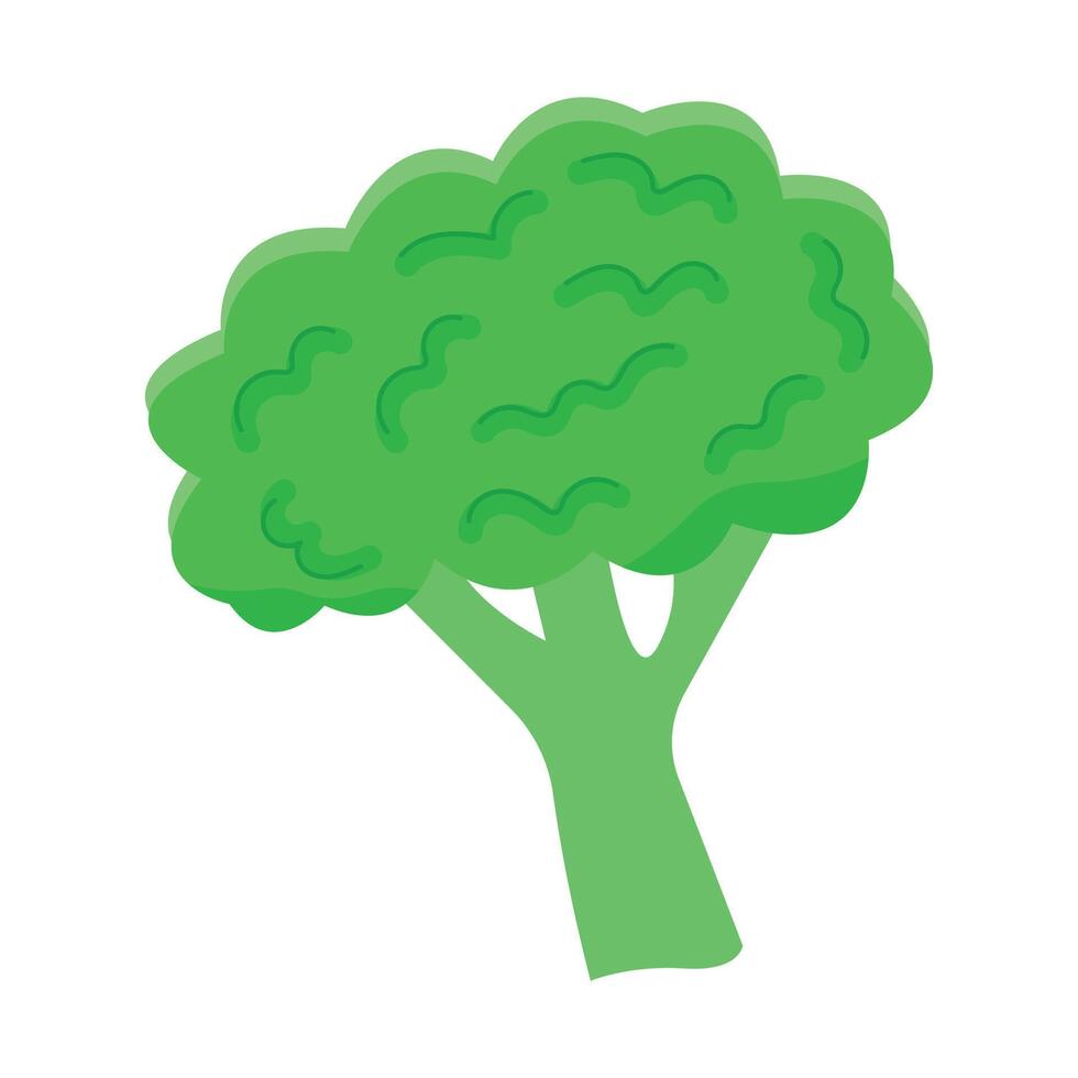 Green broccoli vegetable isolated on a white background vector