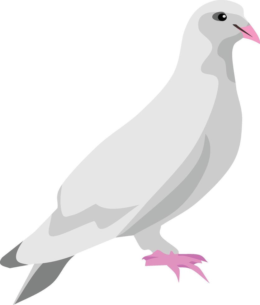 Dove Bird Animal vector