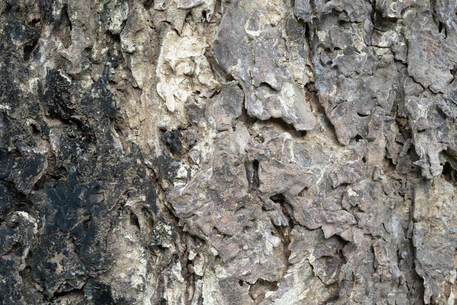 tree bark texture background photo