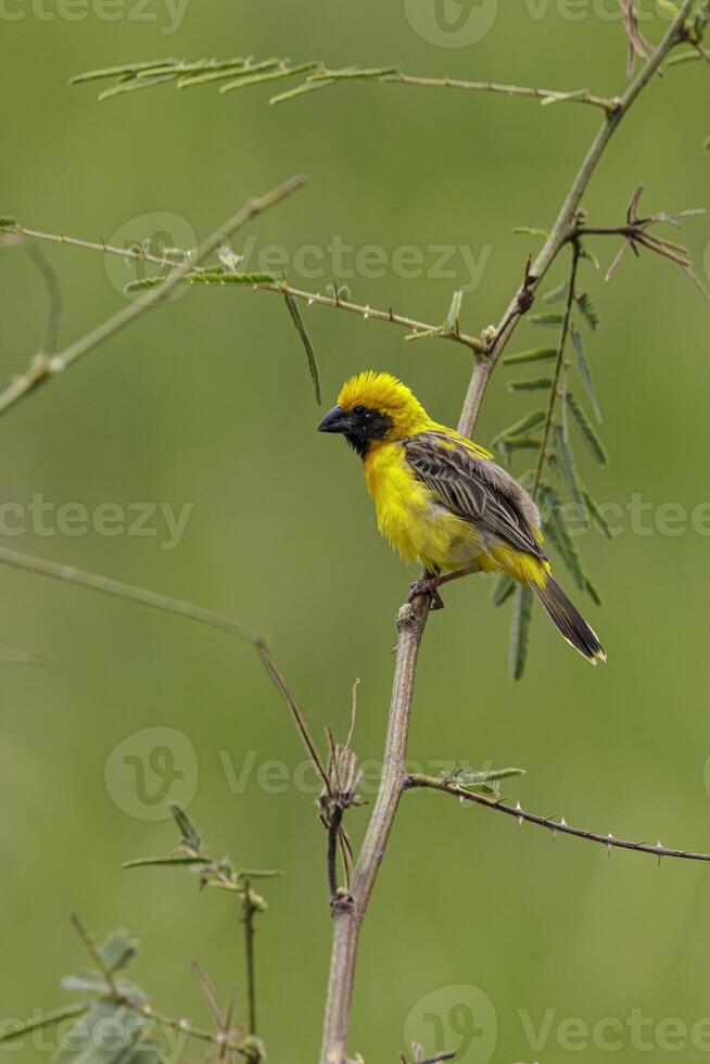 The Asian golden weaver Ploceus hypoxanthus is a species of bird in the family Ploceidae. photo