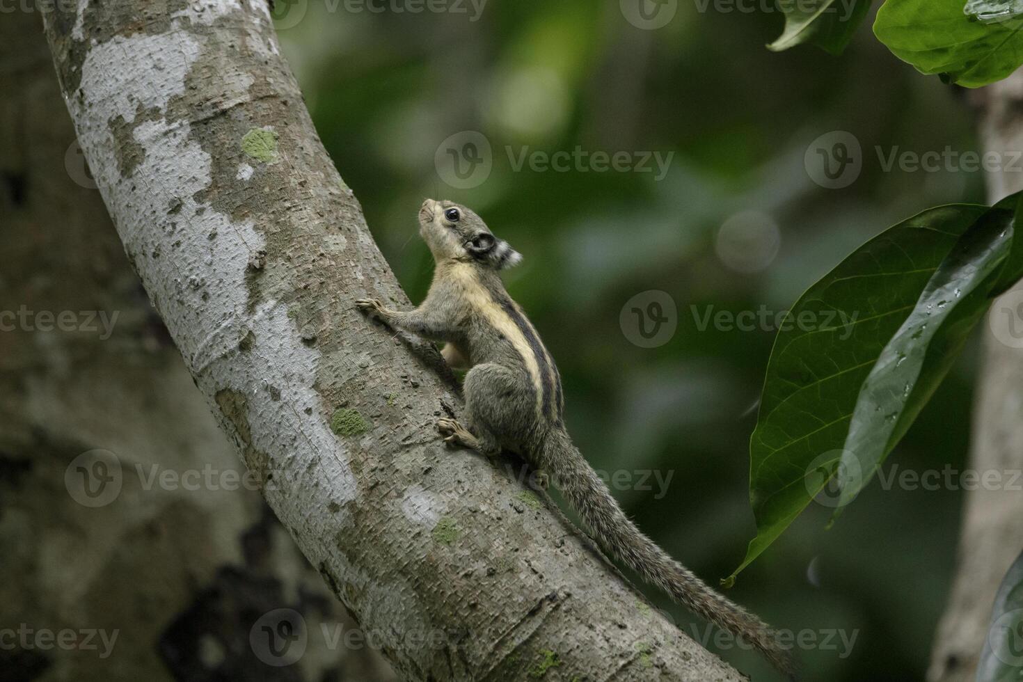 Himalayan striped squirrel climbing up a tree on a green background photo