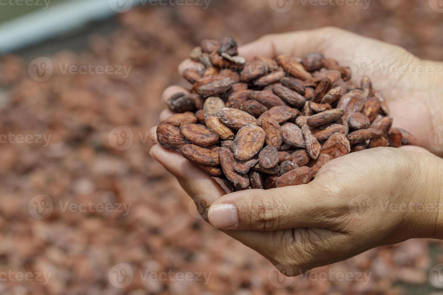 Stack of cocoa beans drying in the sun photo