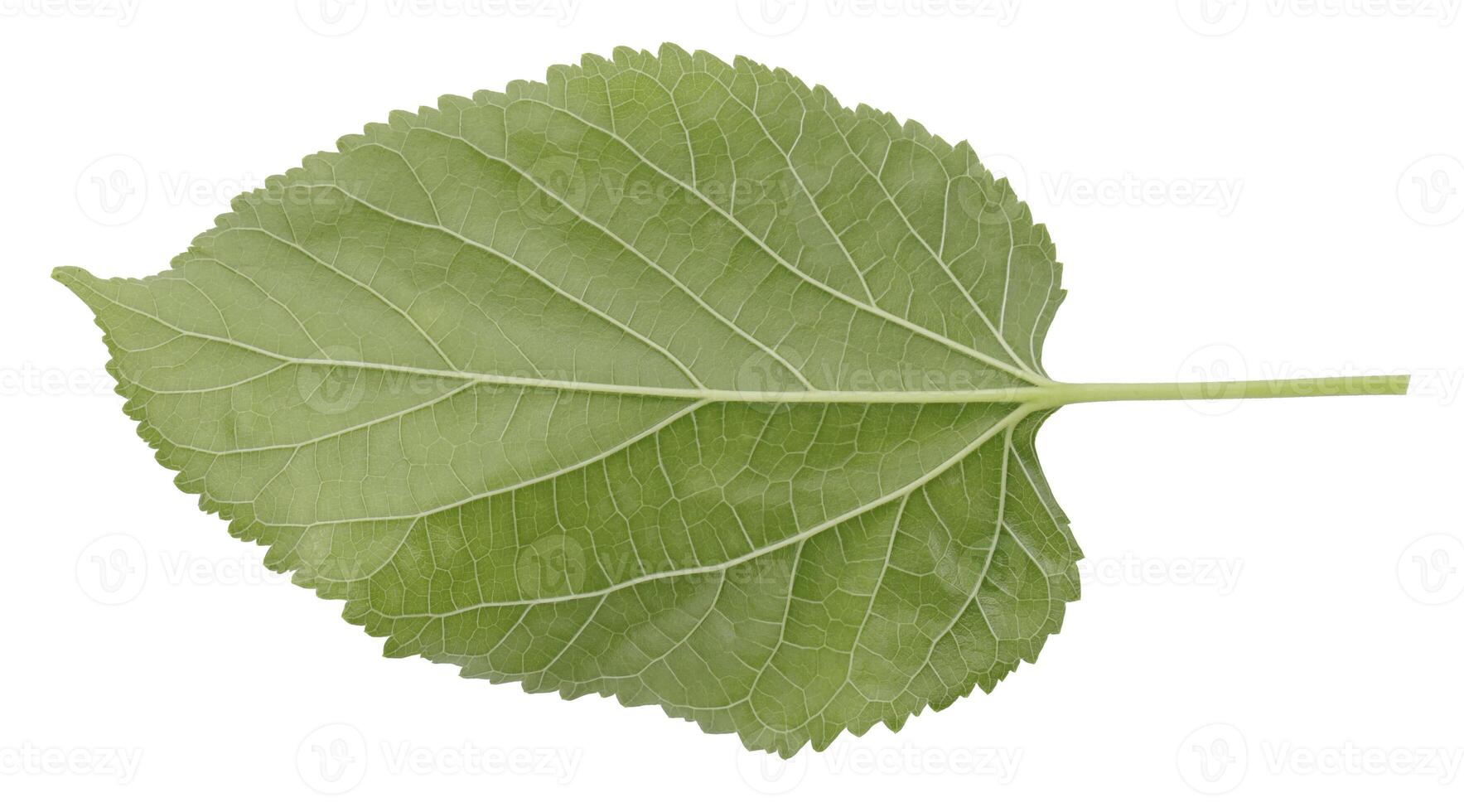 Green mulberry leaves are lying face down. isolated on a white background photo