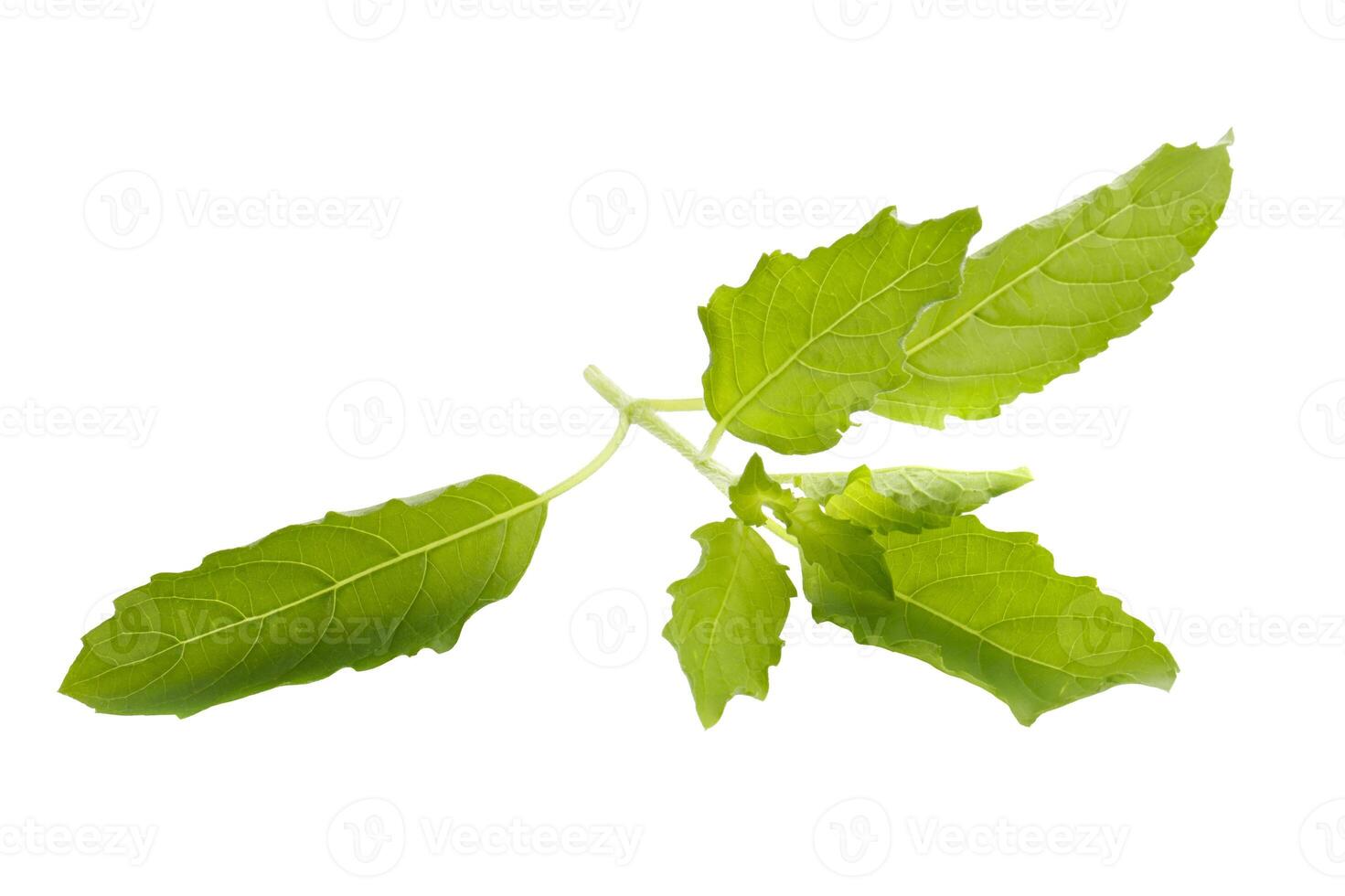 Basil leaves are prepared for cooking isolated on a white background photo