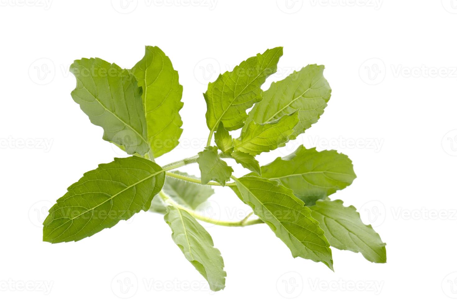 A fresh basil leaf isolated on a white background photo
