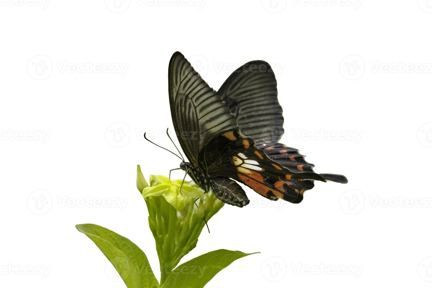 A Common Mormon Butterfly perched isolated on a white background photo