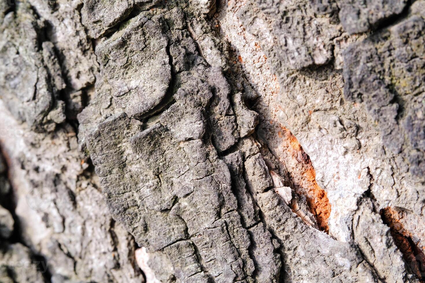 Macrophotography Detail of mossy tree bark. Closeup shot of mossy and cracked tree bark due to the tree growing and enlarging in diameter. Texture and detail of bark surface. Negative space photo