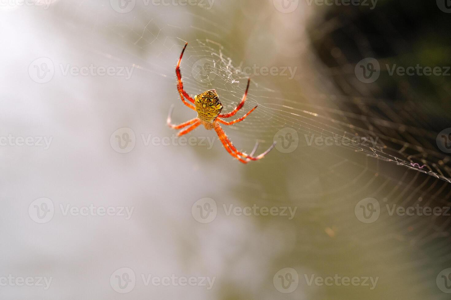 Macrophotography Hawaiian Garden Spider exposed to sunlight. Orange Argiope Appensa spider in the middle of a spider web on a bright morning. Animal Close-up. Tiny animal in macro. Copy space photo