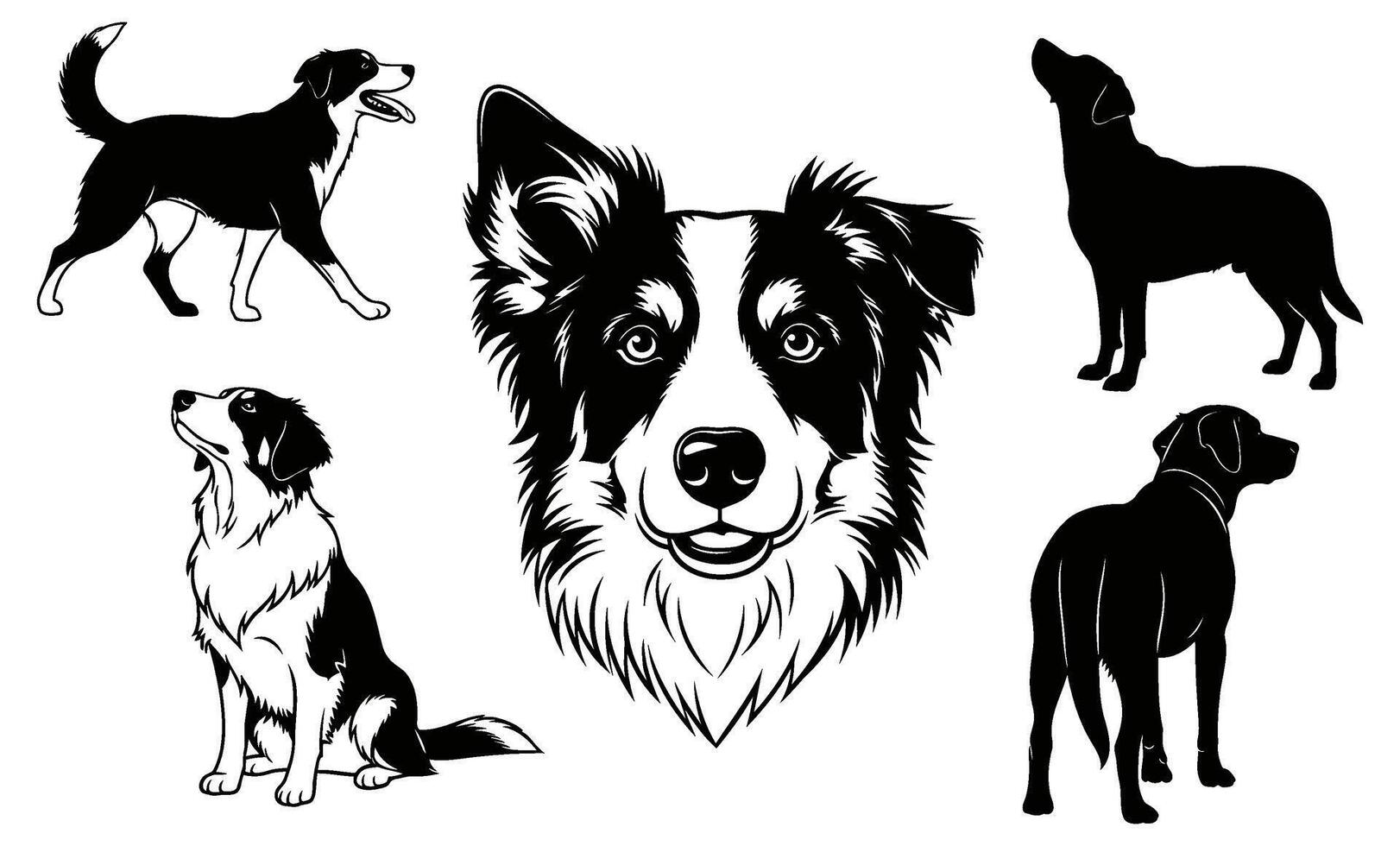 Set of Border Collie illustrations, including playful silhouettes and a focused face vector