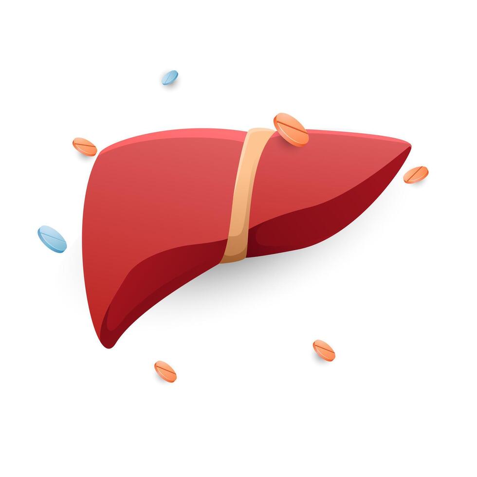flat liver design with medicine around it vector