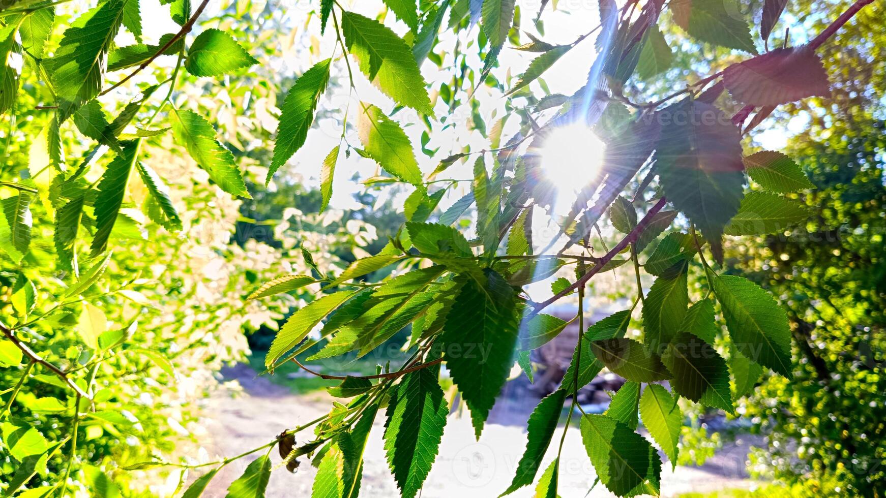 Vibrant greenery bathed in sunlight, offering natural glow. Sunlight filters through leaves photo