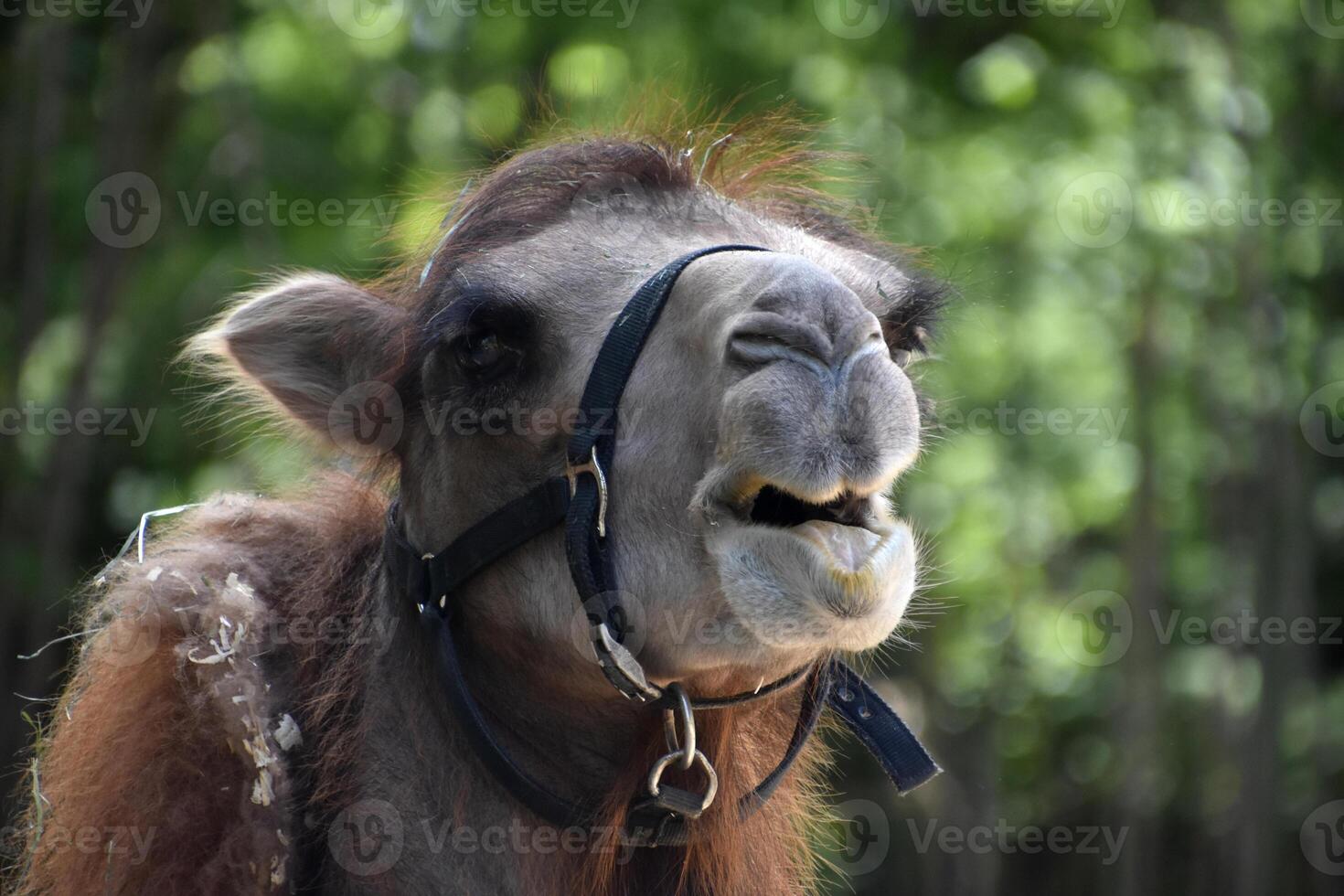 Looking into the Face of a Bactrian Camel photo