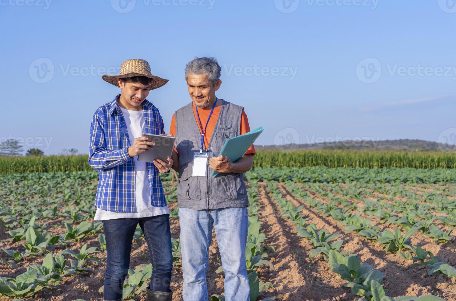 expertise researcher holding document talking with young male smart farmer holding tablet computer in tobacco field in the evening sun photo