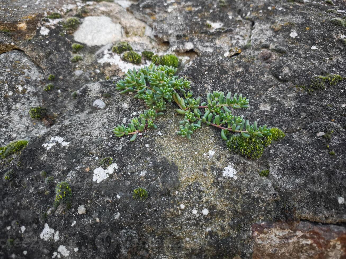 Succulent plant on a textured, weathered stone surface, showcasing nature's resilience in aosta, italy during november photo