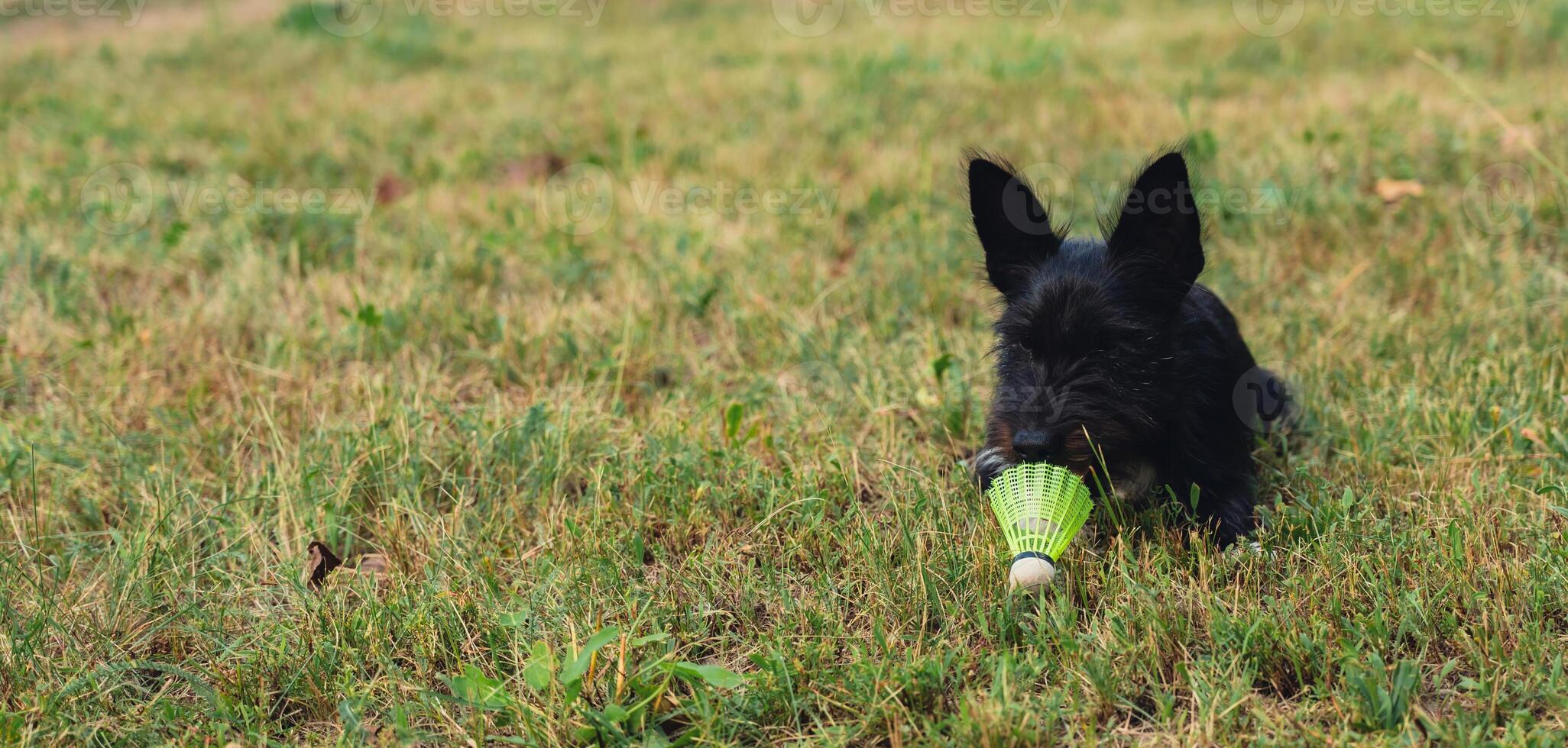 Dog play with yellow shuttlecock lie on green grass. Furry friends Outside recreation and fresh air. Healthy lifestyle nature connection sport summer activities. Stress relief hobby healthcare photo