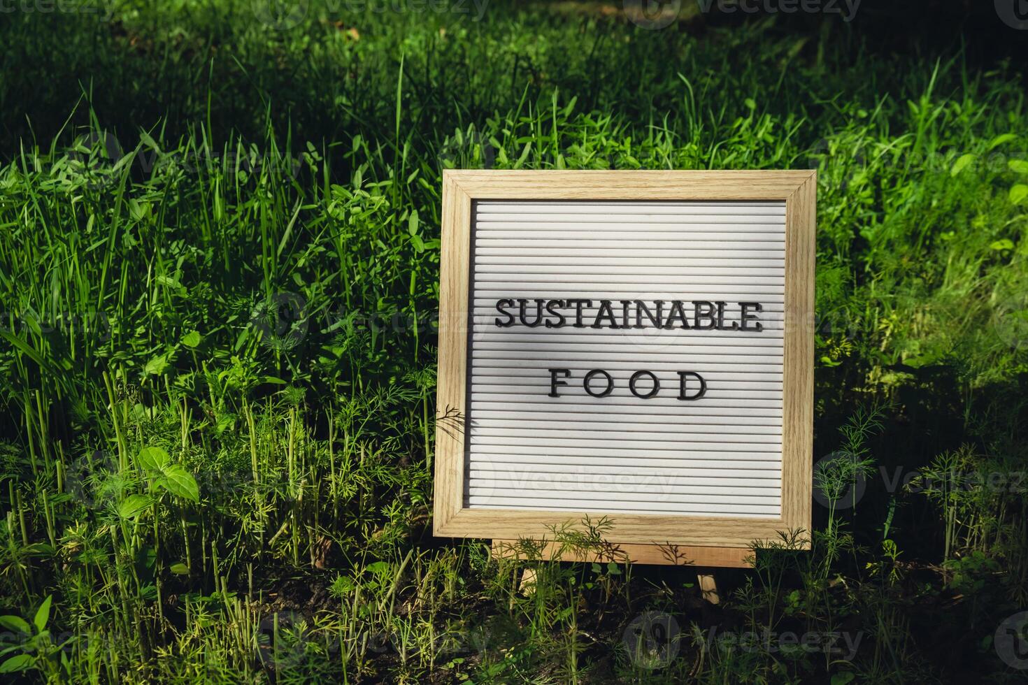 Letter board with text SUSTAINABLE FOOD on background of garden bed with green herb dill. Organic farming, produce local vegetables concept. Supporting local farmers. Seasonal market photo