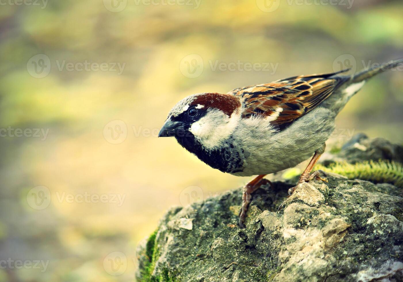 single sparrow on rock photo