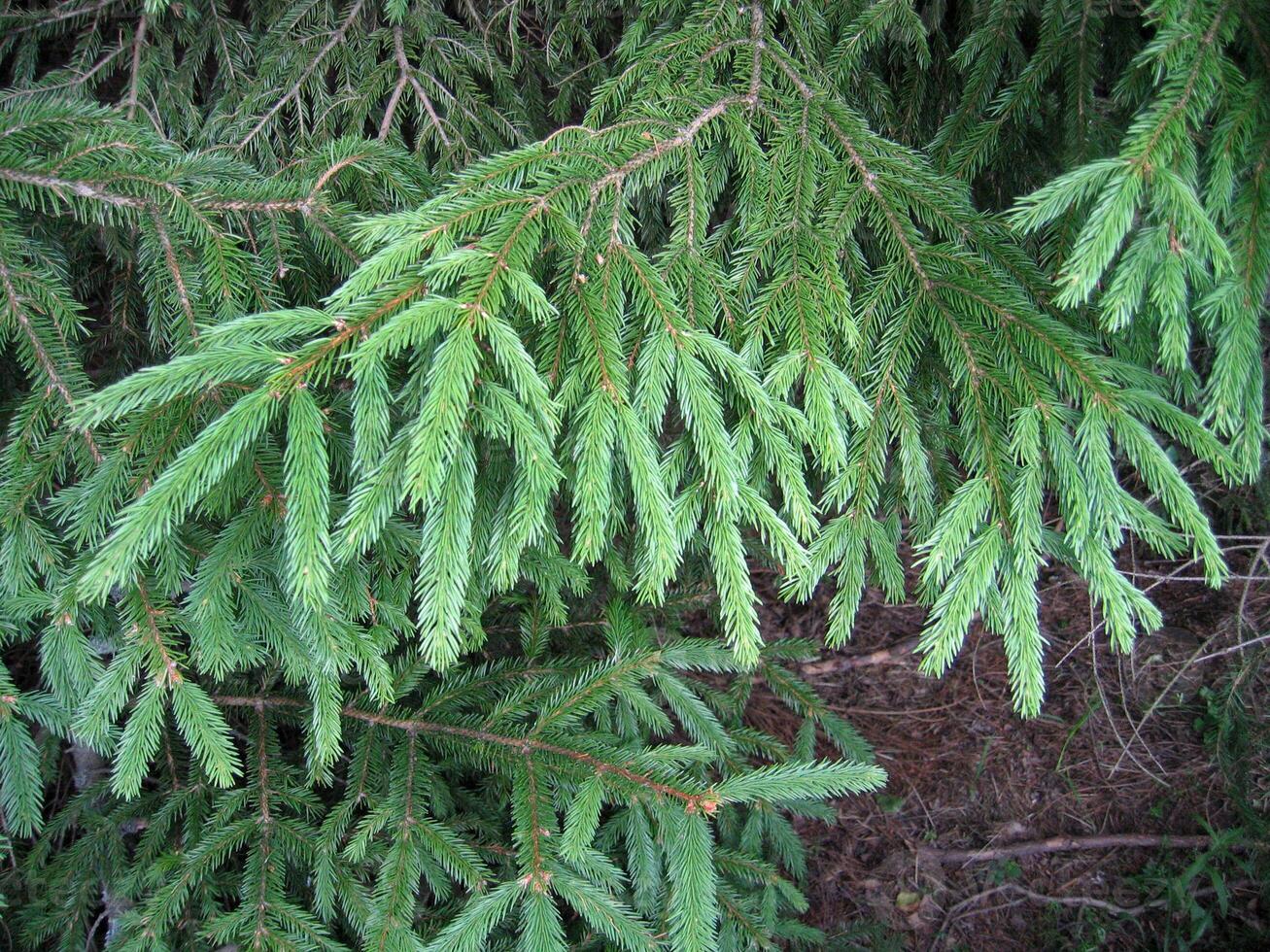 Coniferous tree with young runaways photo