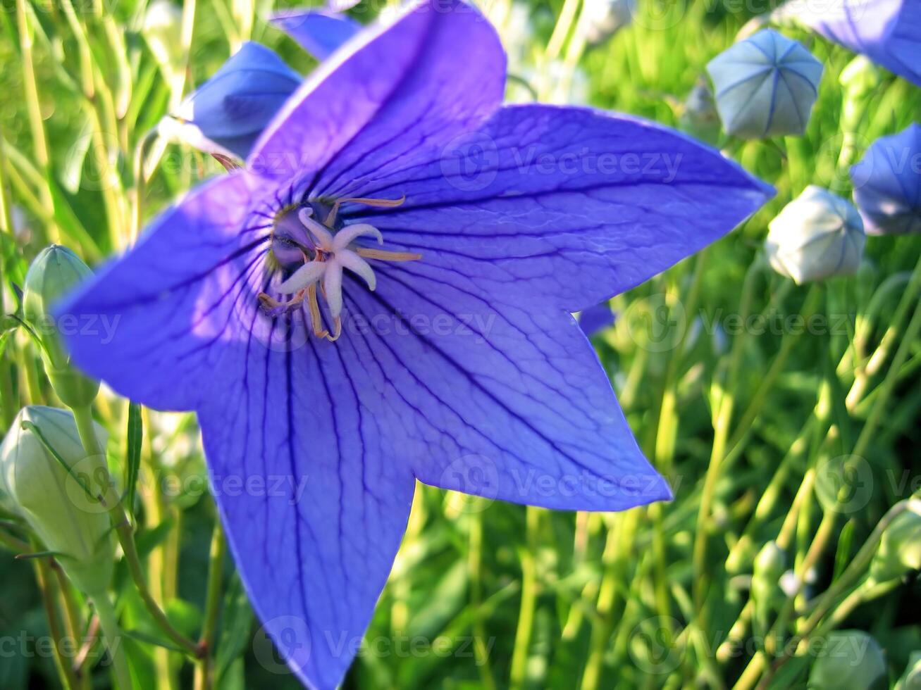 Beautiful blue Bellflower photo