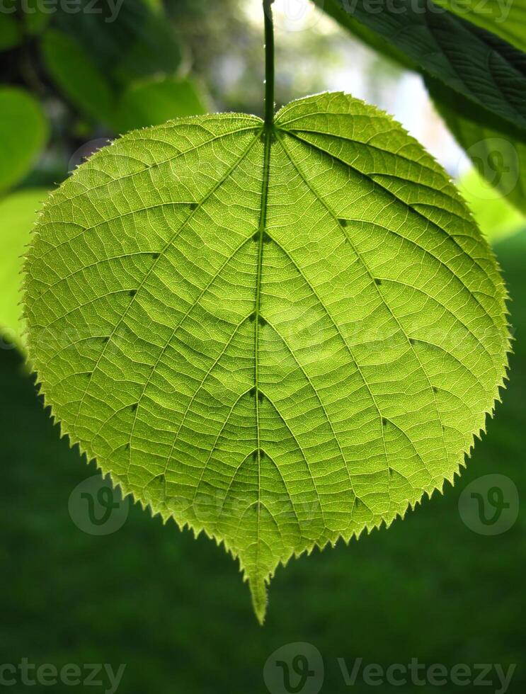 Green leaf of Linden tree photo