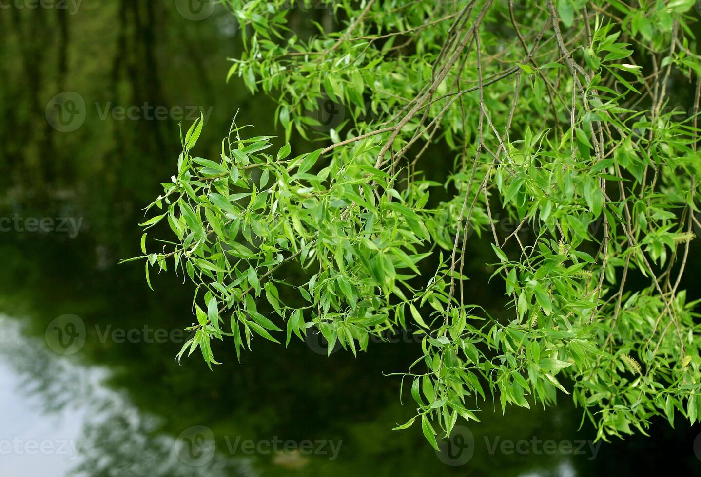 Branches of Willow tree photo