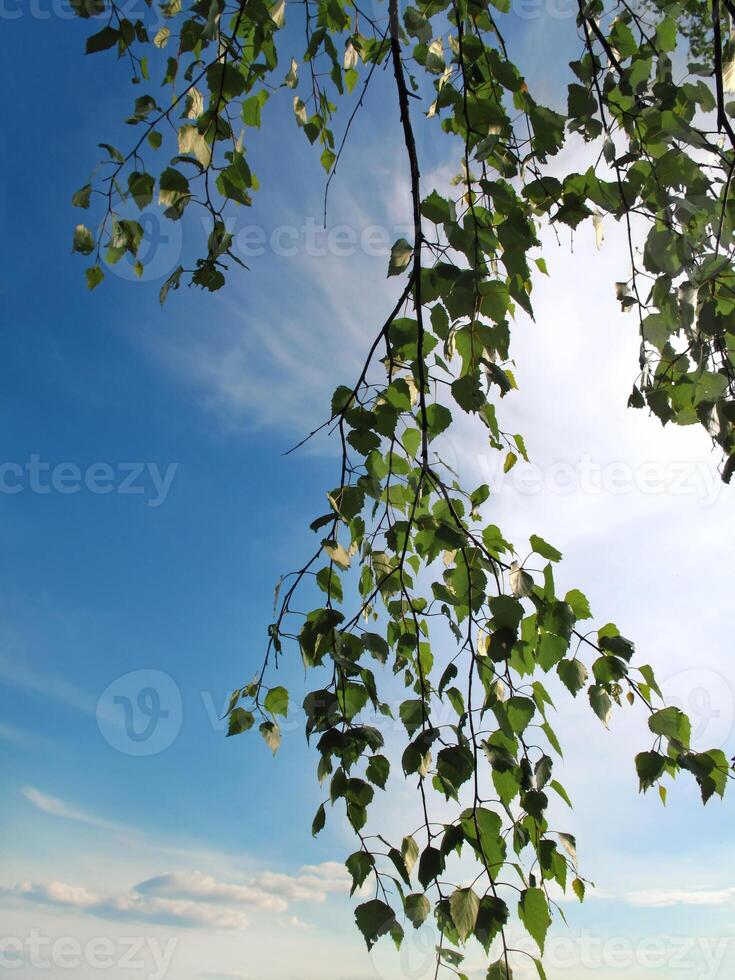 Branch of a birch on sky background photo