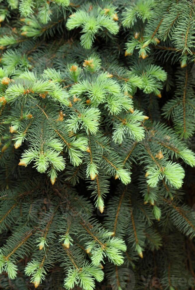 Branches of coniferous tree photo
