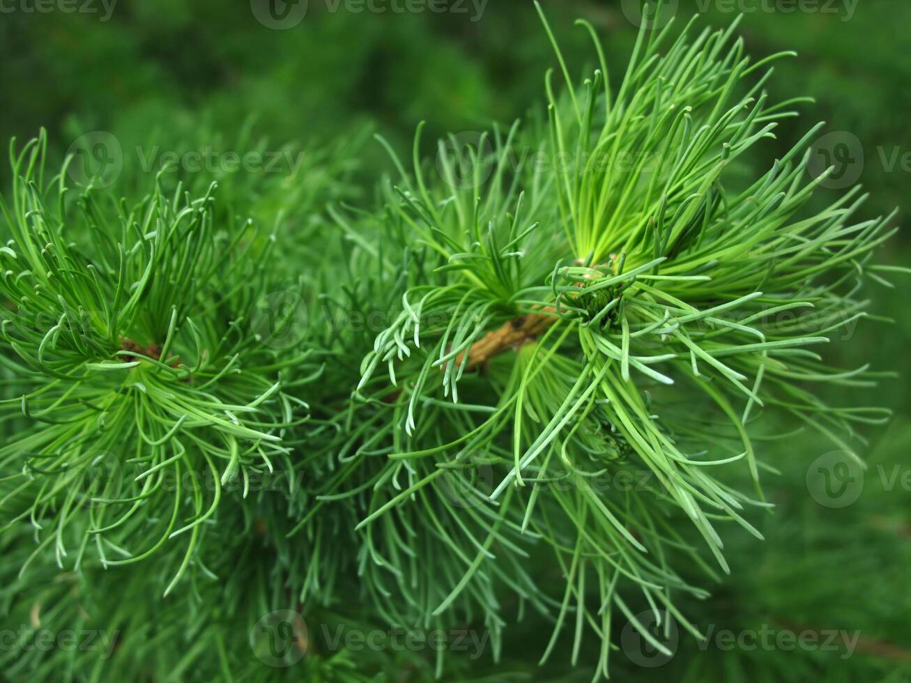 Pine branch, close-up photo